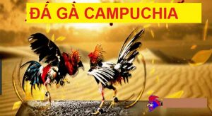 Trải nghiệm đá gà tại trường đấu Campuchia